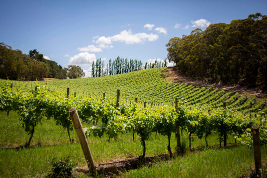What is a Single Vineyard wine & why is it so special?